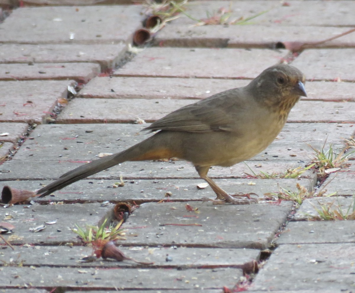 California Towhee - ML642691133