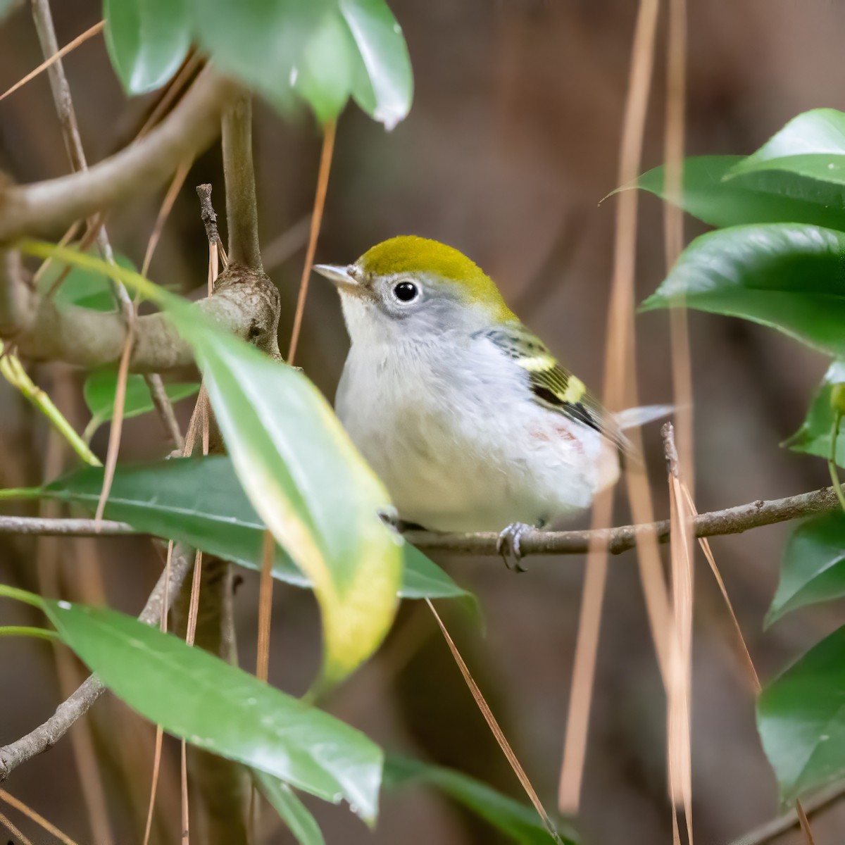 Chestnut-sided Warbler - ML642691136