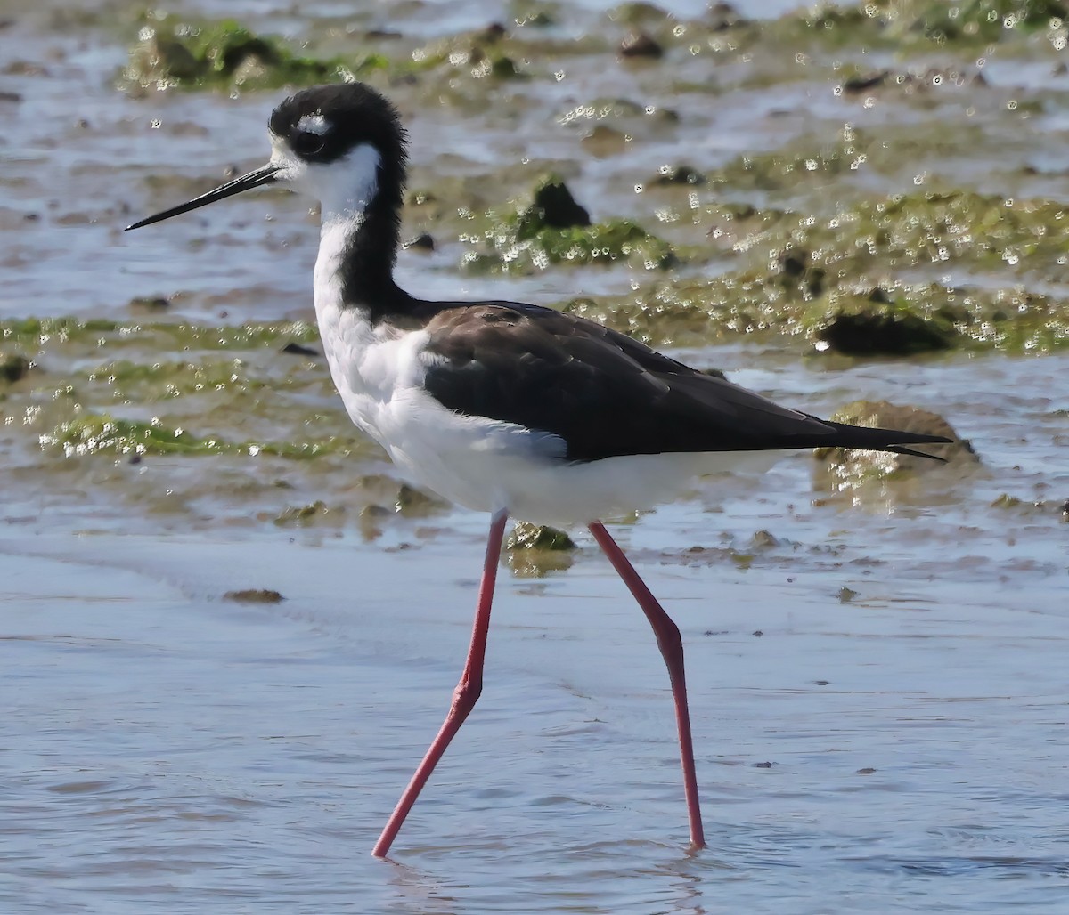 Black-necked Stilt - ML642691139