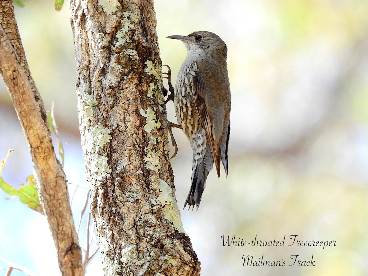 White-throated Treecreeper - ML642691145