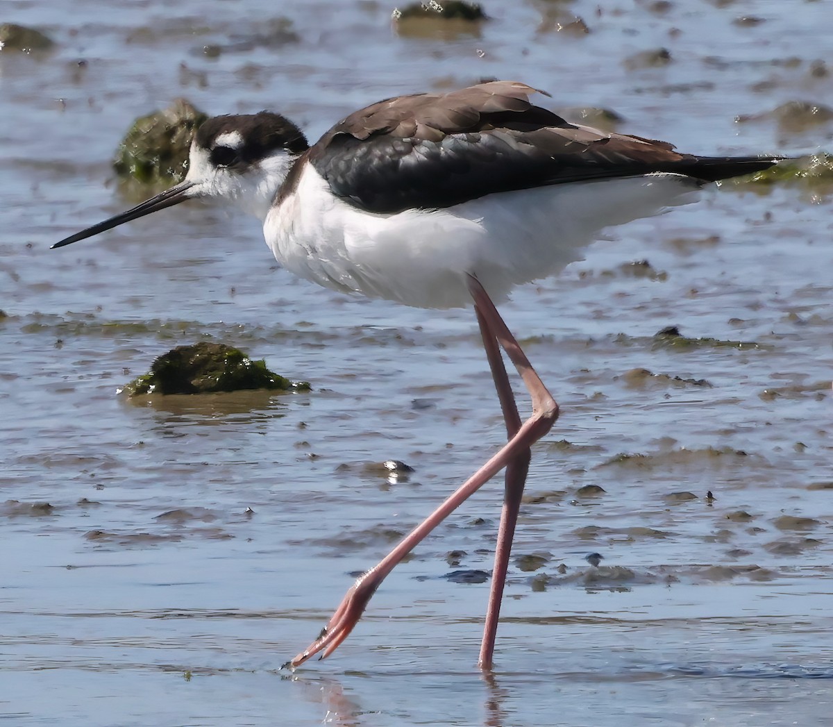 Black-necked Stilt - ML642691146
