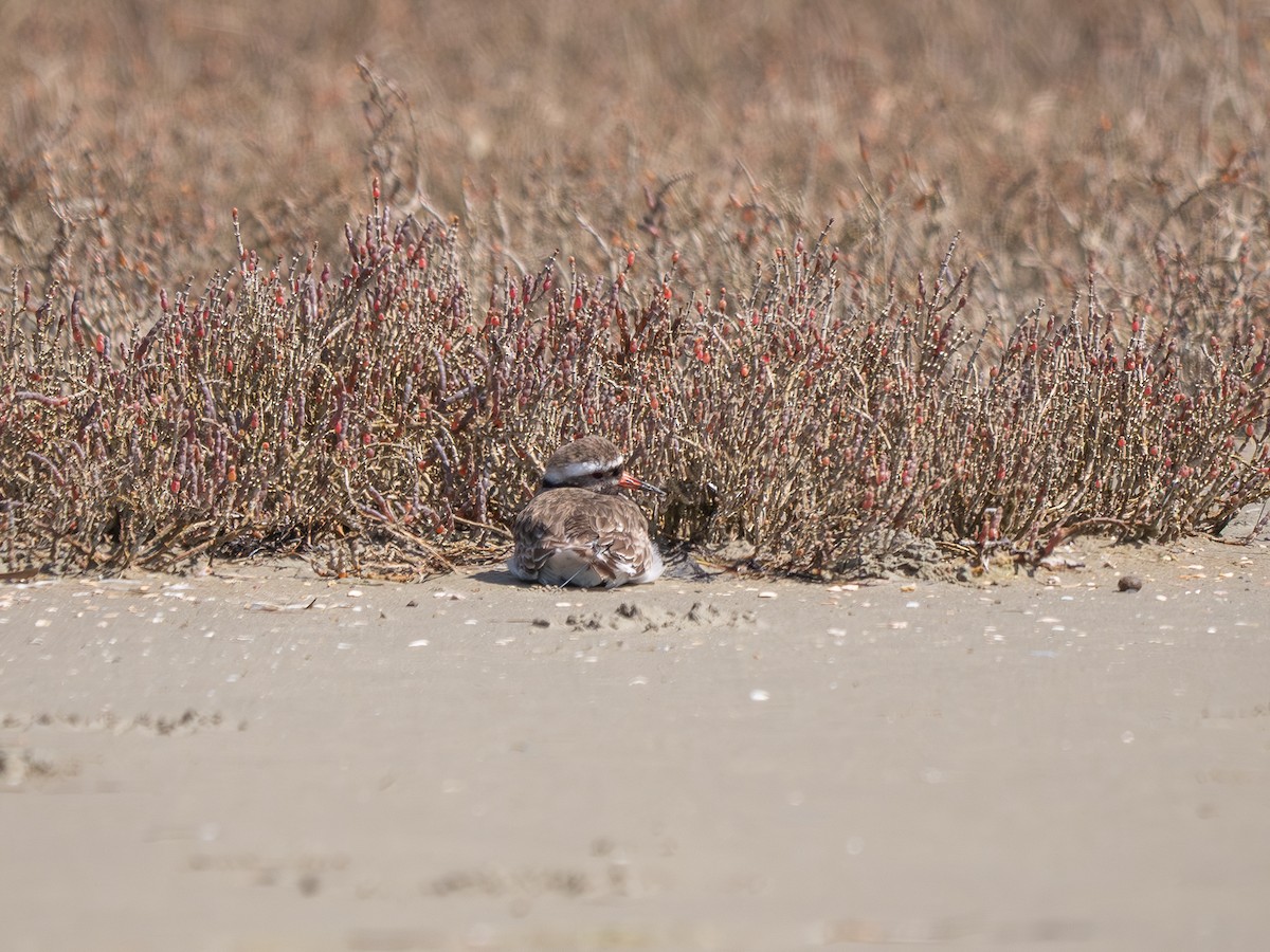 Shore Plover - ML642691147