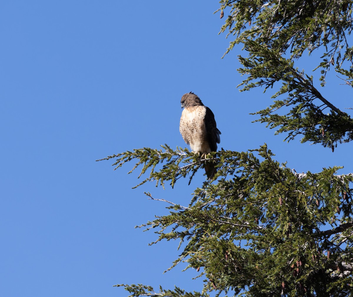 Red-tailed Hawk - ML642691148
