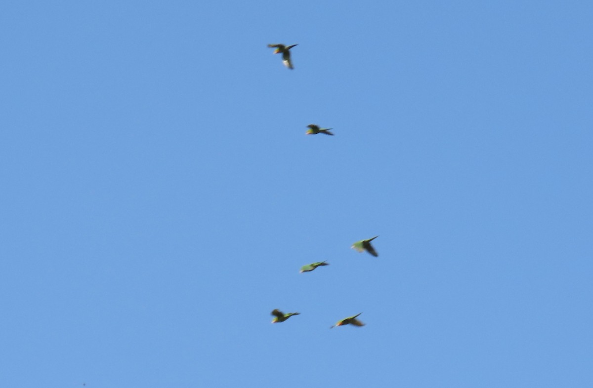 Green Parakeet (Red-throated) - ML642691149