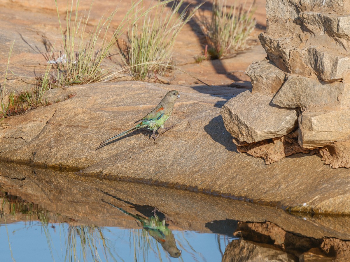 Mulga Parrot - ML642691150