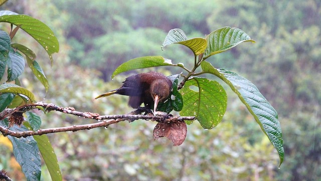 Russet-backed Oropendola - ML642691152