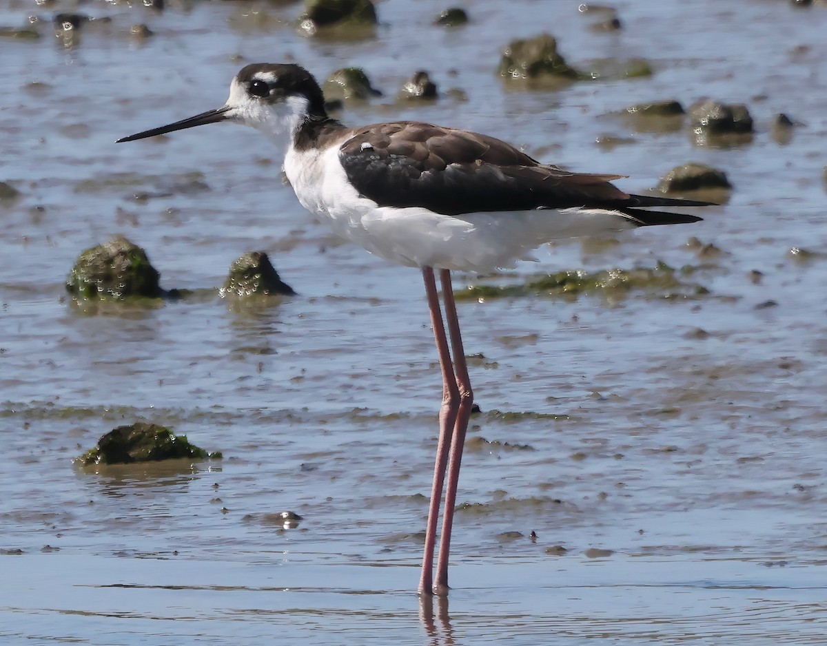 Black-necked Stilt - ML642691153