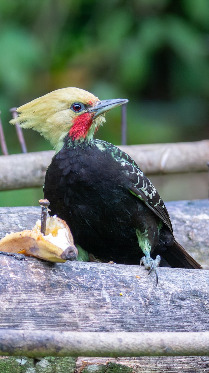 Blond-crested Woodpecker - ML642691155