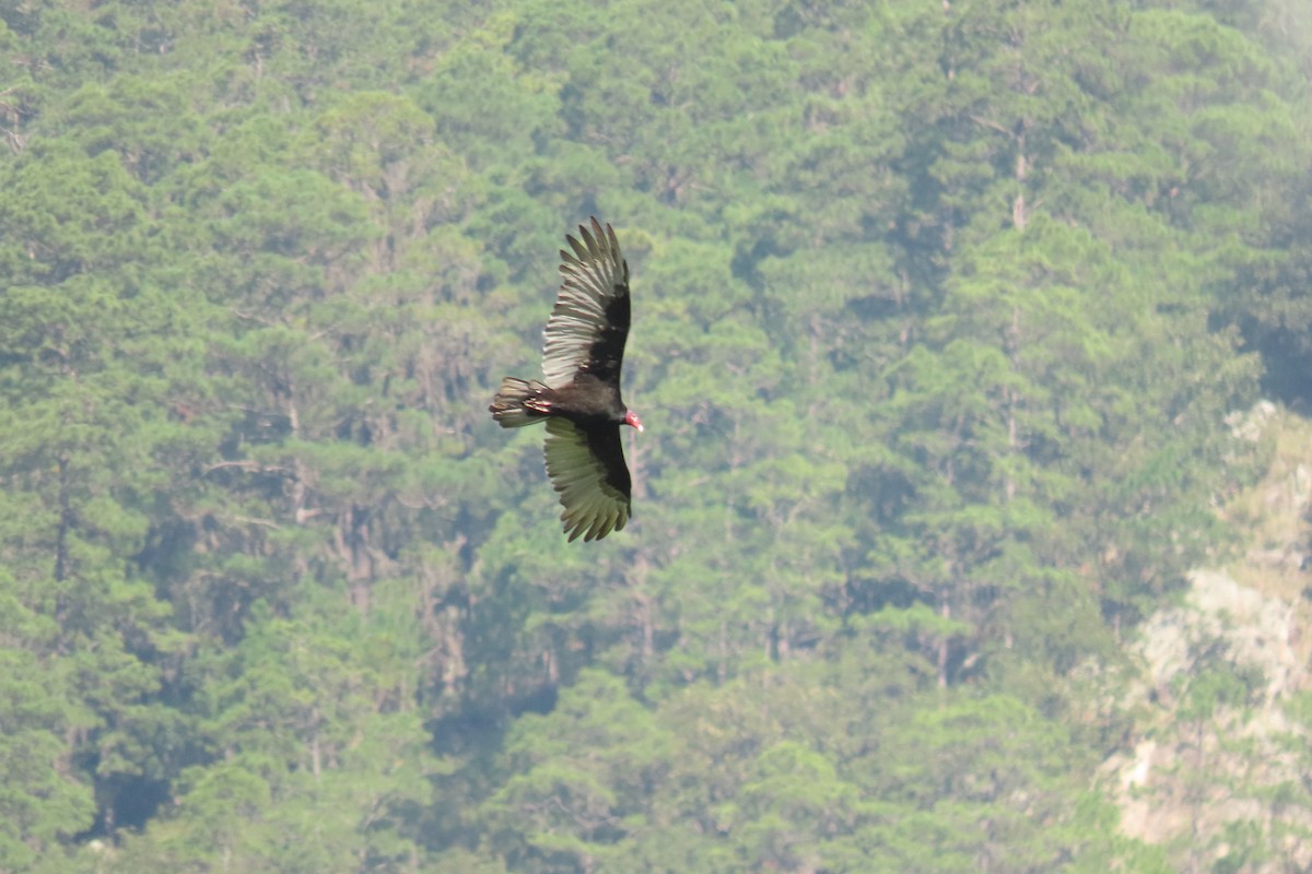 Turkey Vulture - ML642691156