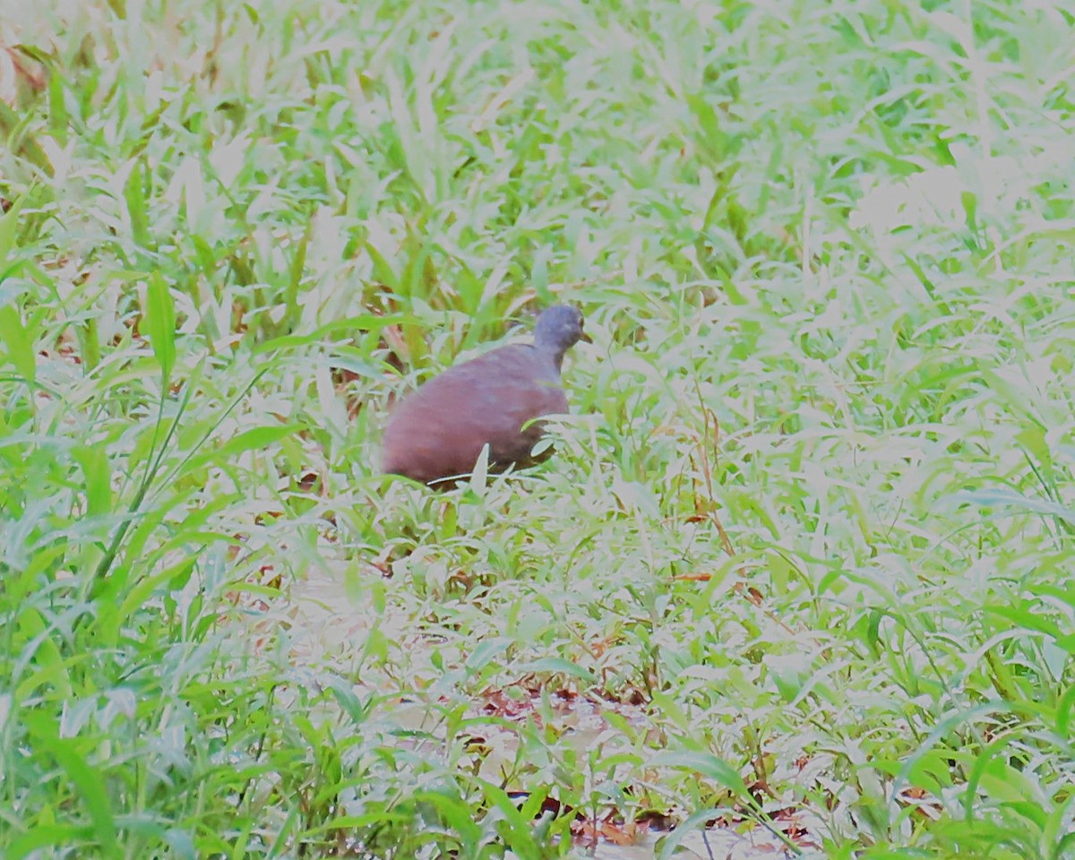 Little Tinamou - ML642691157