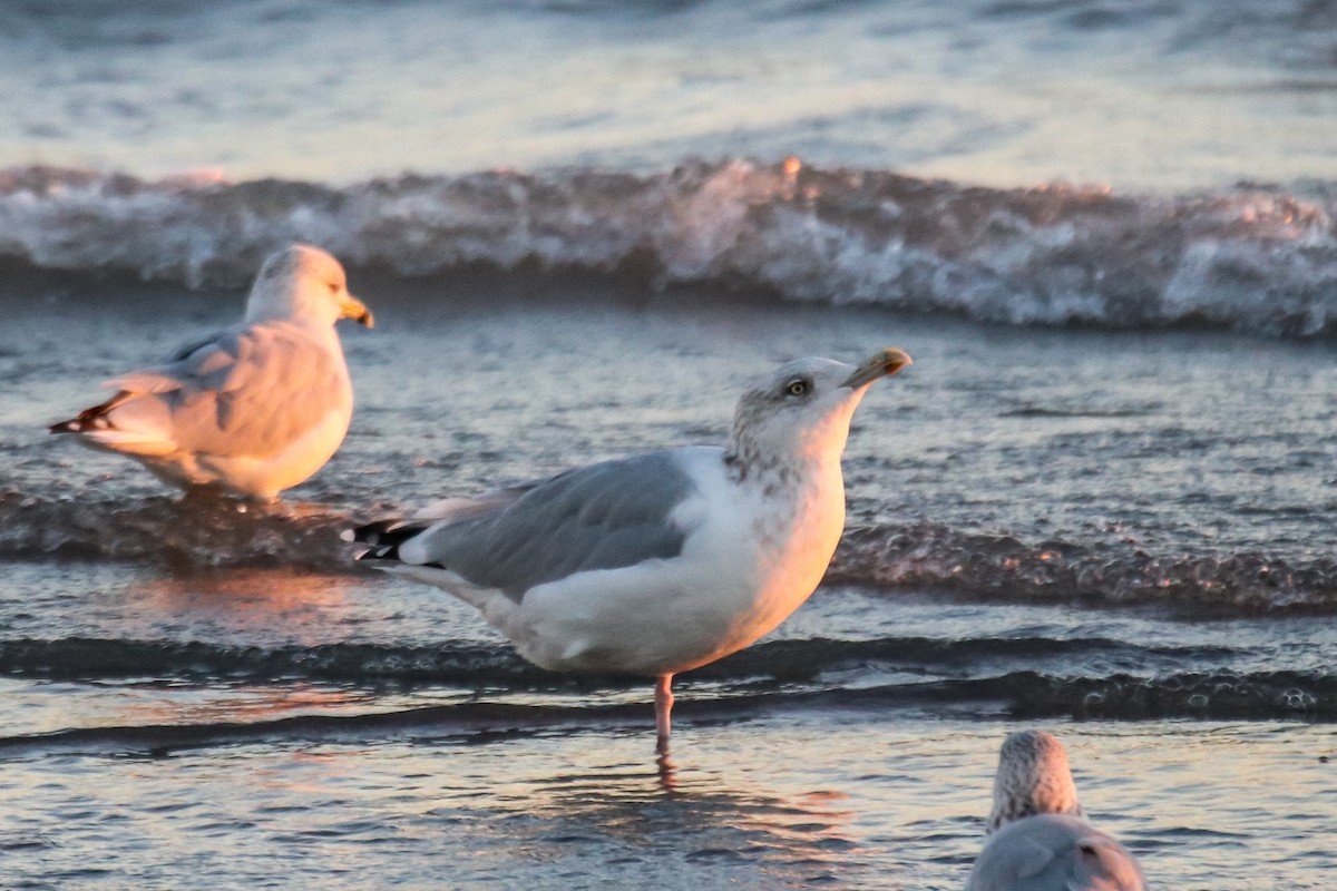 American Herring Gull - ML642691158