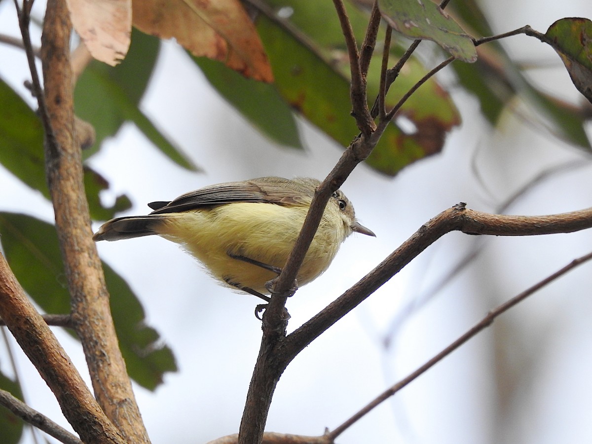 Buff-rumped Thornbill - ML642691159