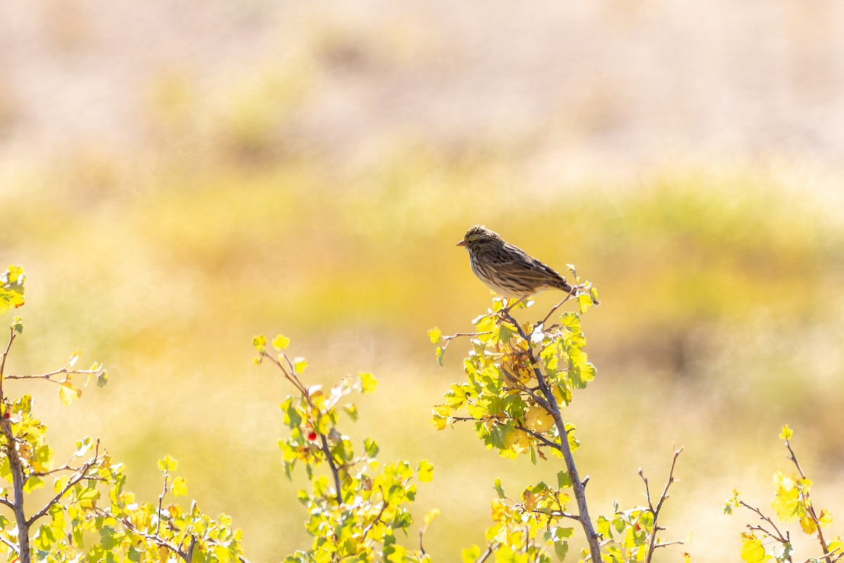 Savannah Sparrow - ML642691161