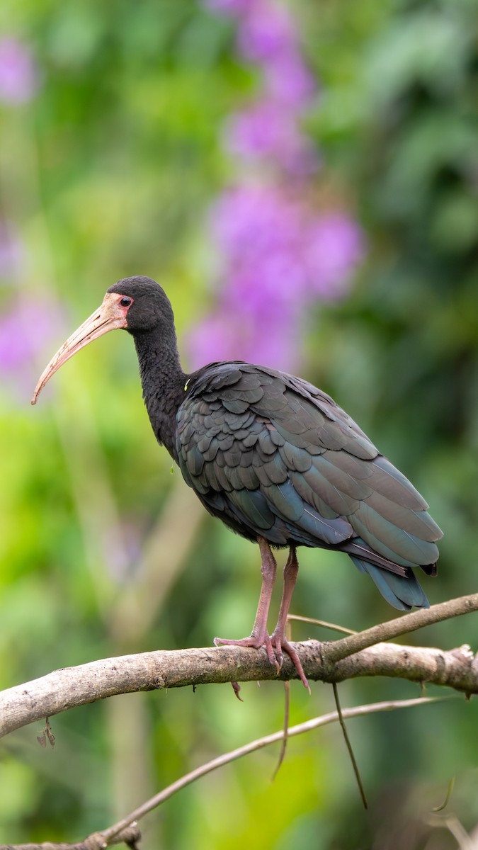Bare-faced Ibis - ML642691162