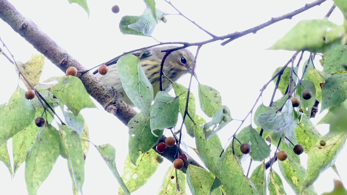 Cape May Warbler - ML642691167