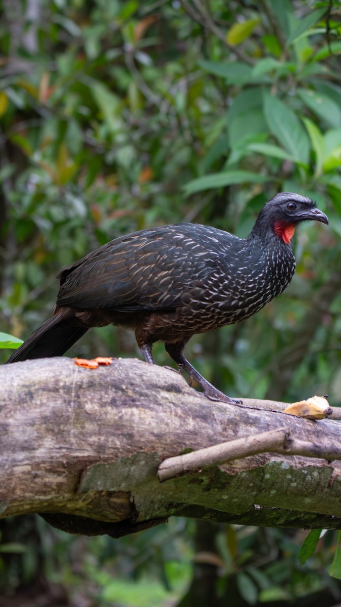 Dusky-legged Guan - ML642691169