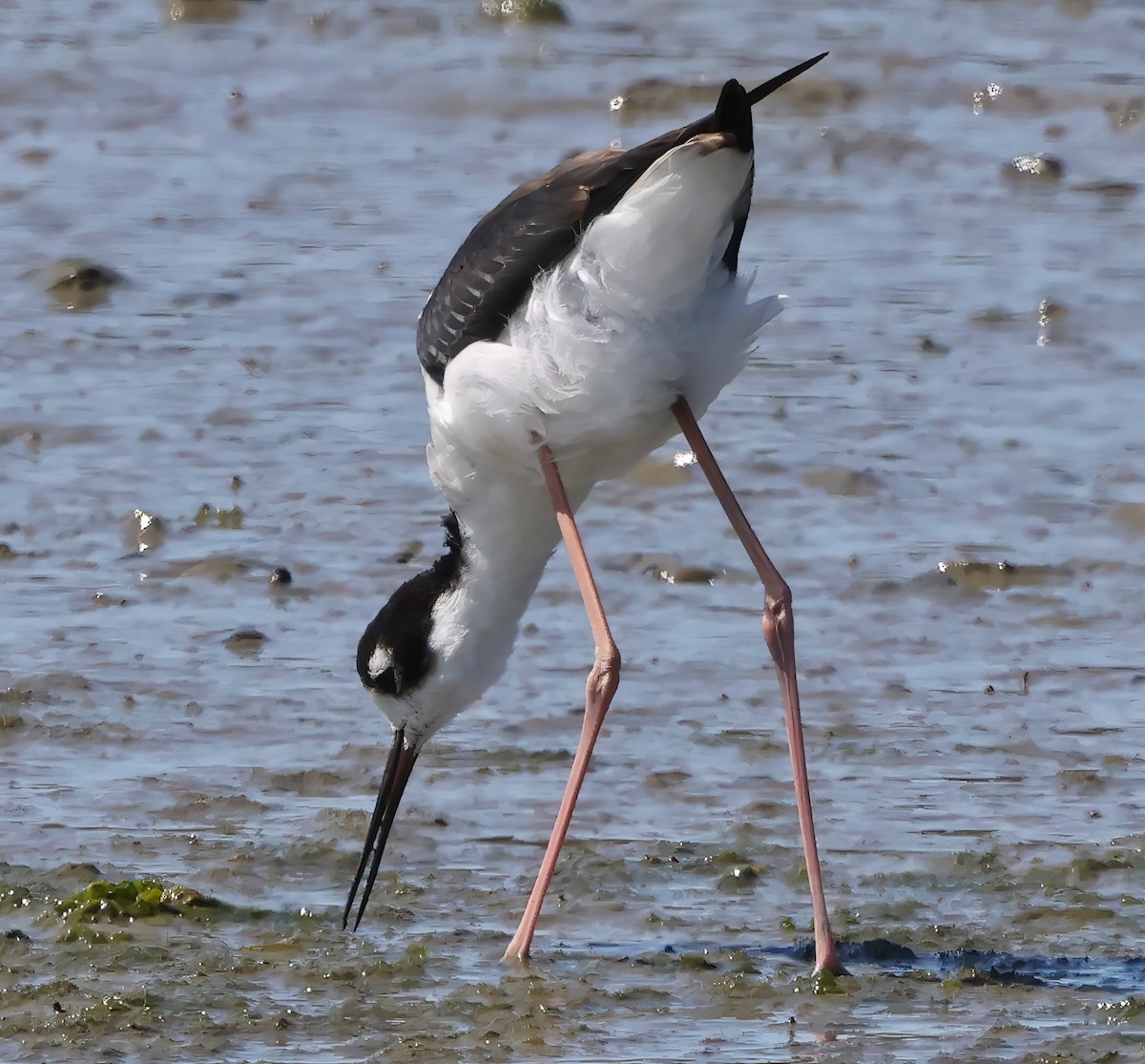Black-necked Stilt - ML642691170