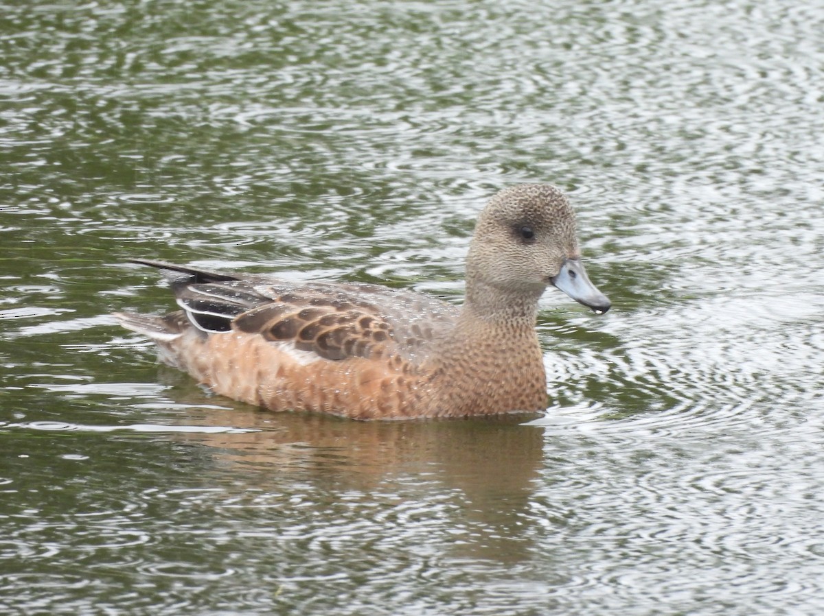 American Wigeon - ML642691171