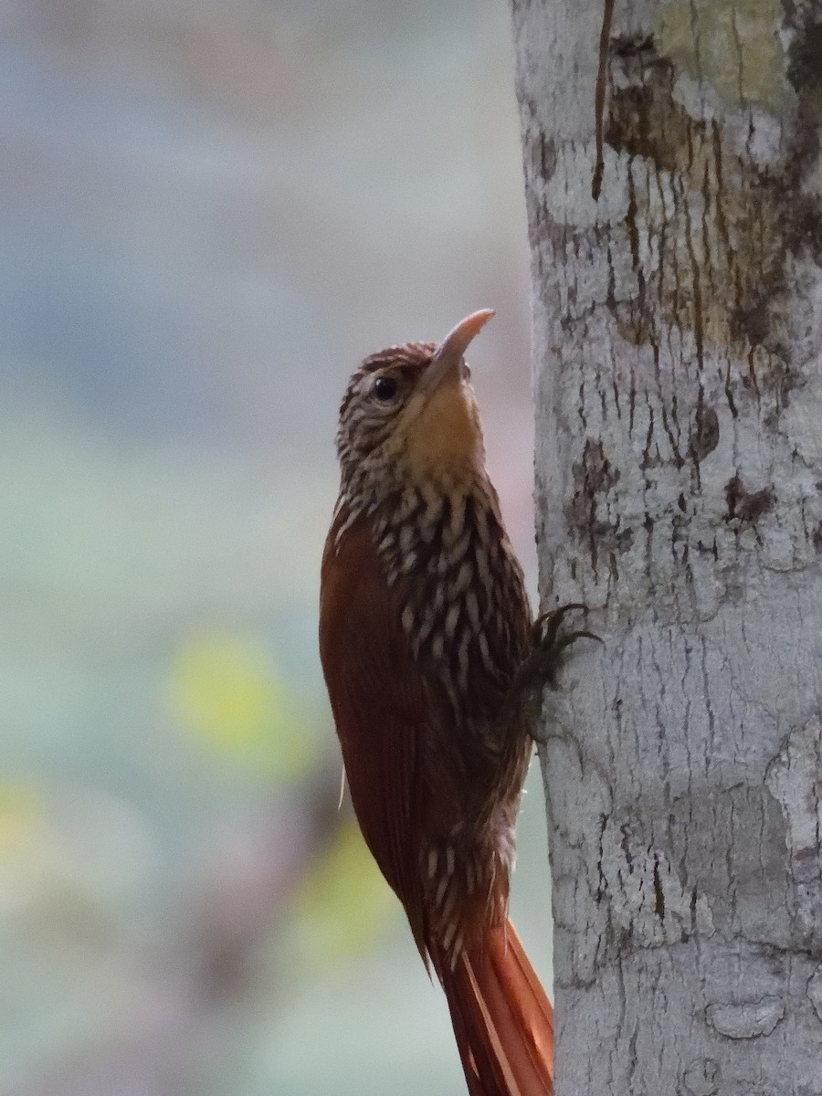 Streak-headed Woodcreeper - ML642691172