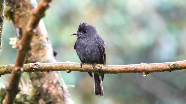 Smoke-colored Pewee - ML642691173