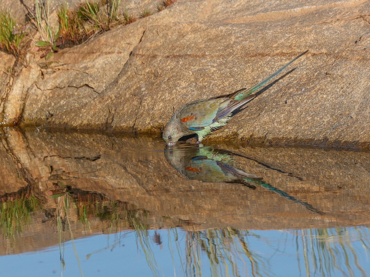 Mulga Parrot - ML642691174