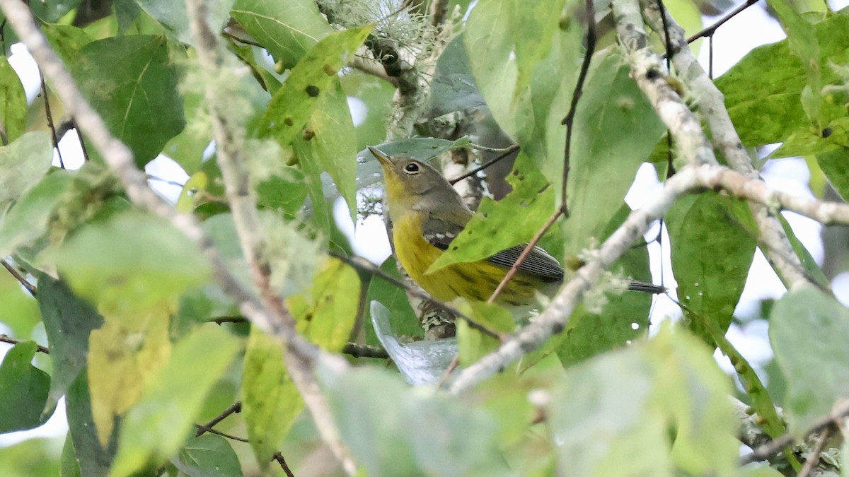 Magnolia Warbler - ML642691177