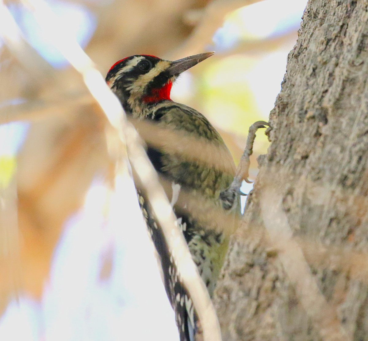 Red-naped Sapsucker - ML642691178