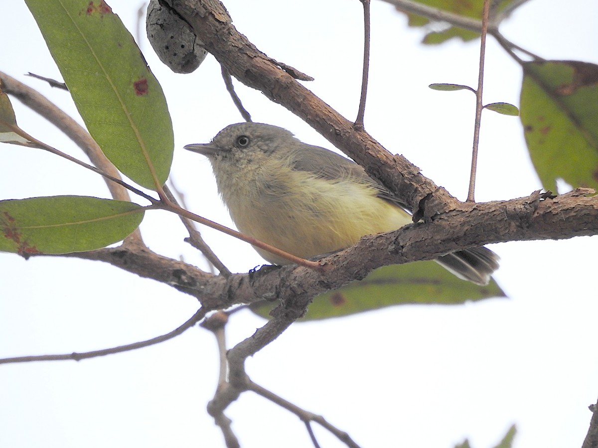 Buff-rumped Thornbill - ML642691183