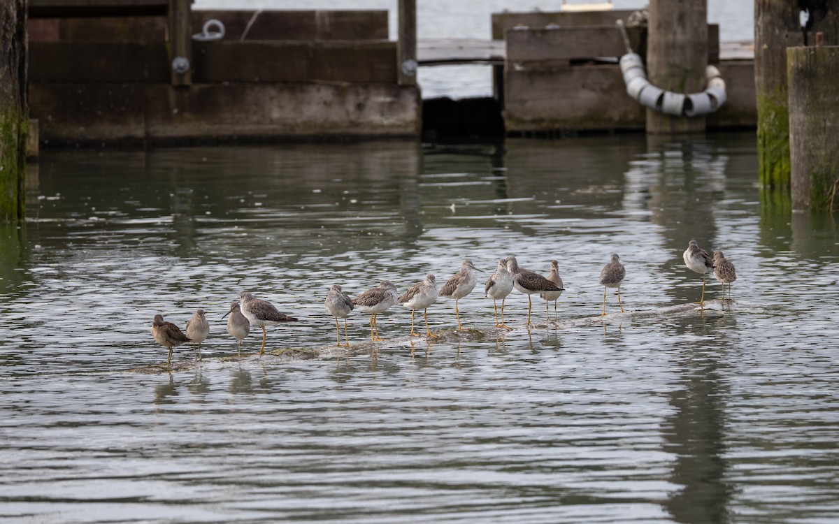 Greater Yellowlegs - ML642691187