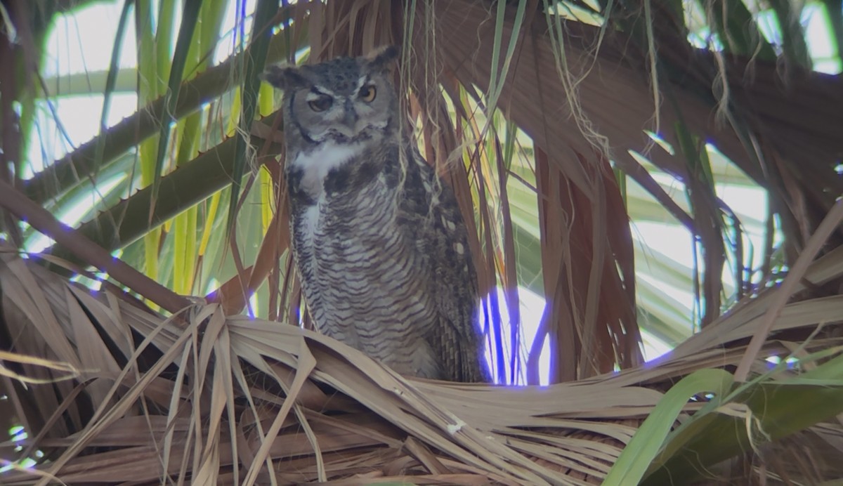Great Horned Owl - ML642691189