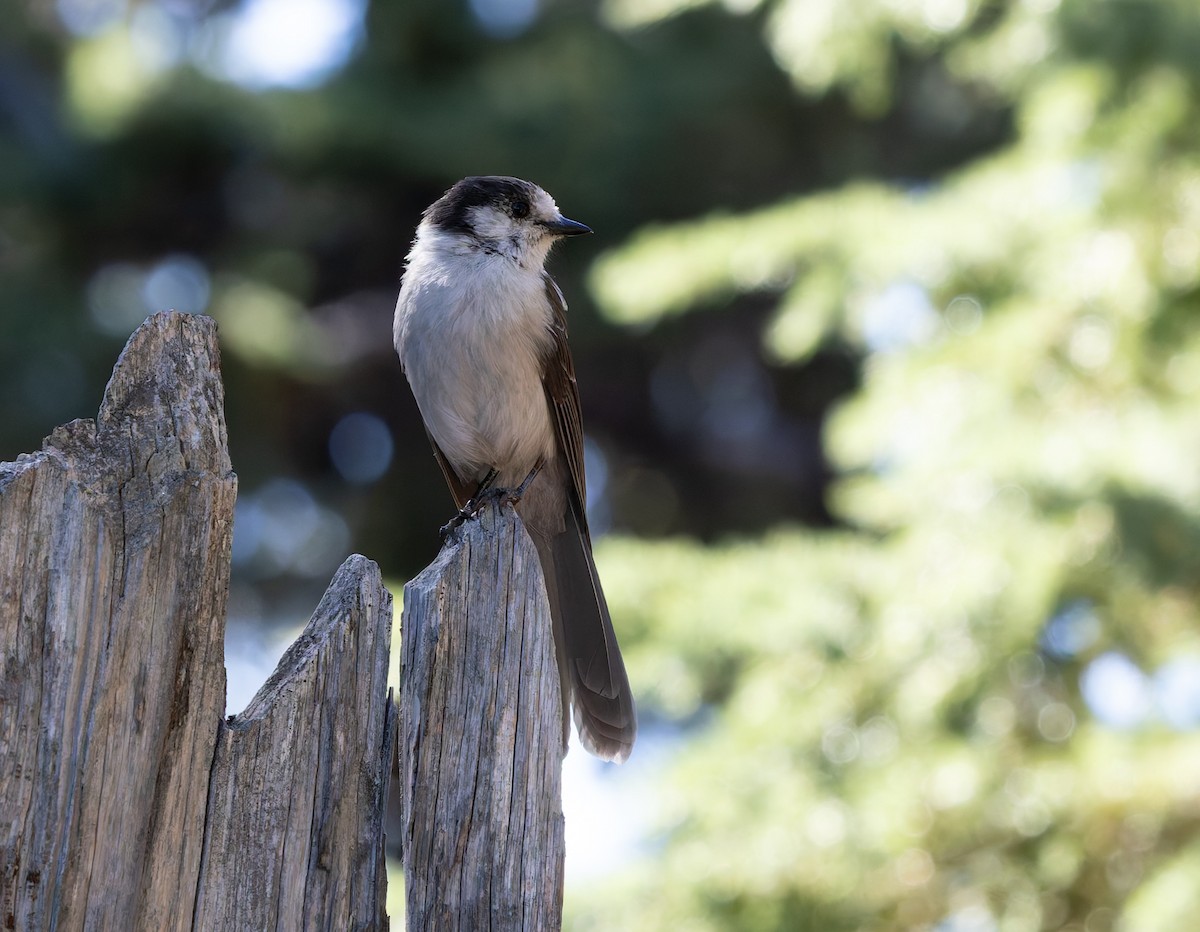 Canada Jay - ML642691190