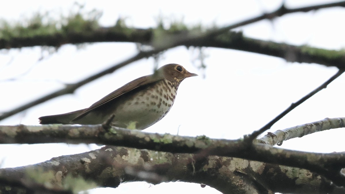 Swainson's Thrush - ML642691192
