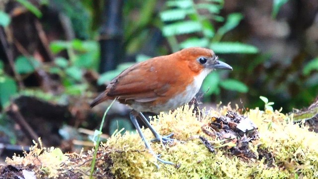 White-bellied Antpitta - ML642691193