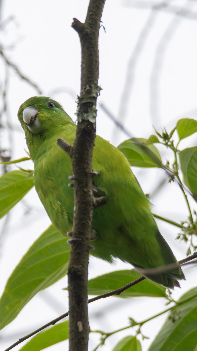 Cobalt-rumped Parrotlet - ML642691194