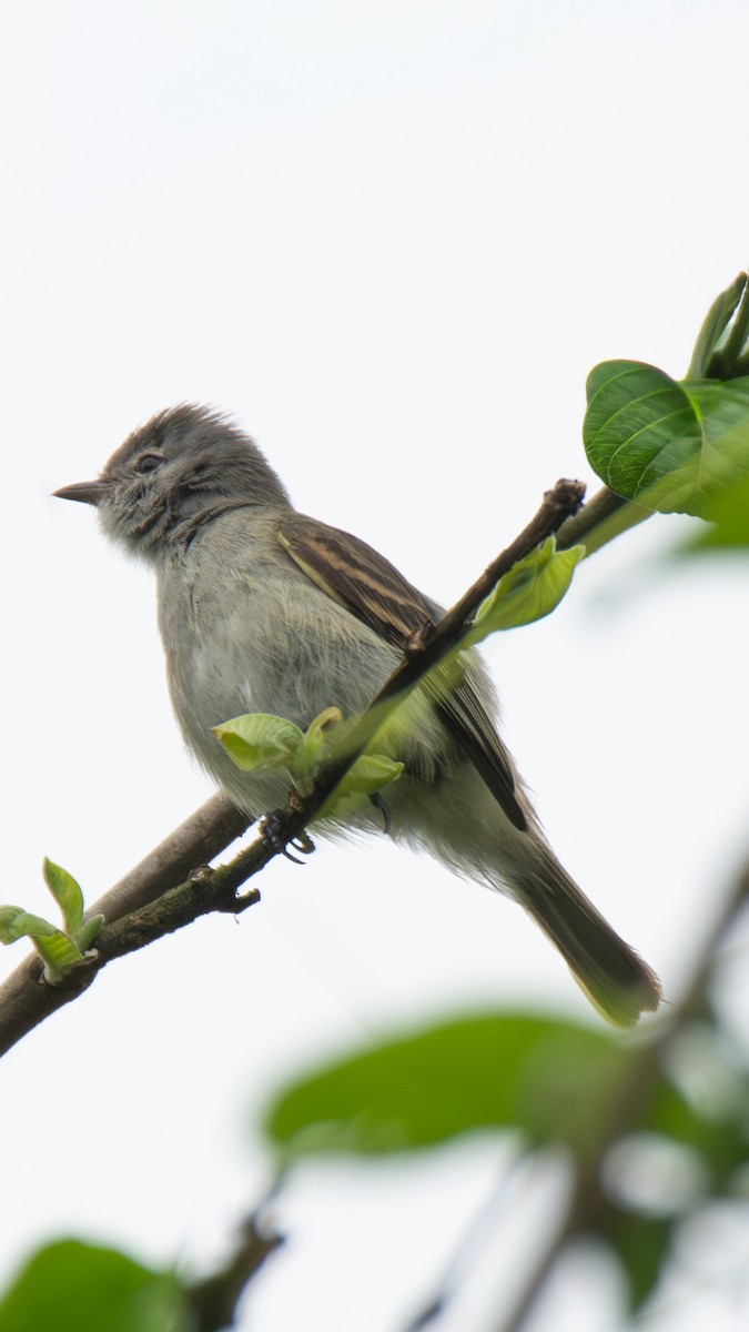 Southern Beardless-Tyrannulet - ML642691196