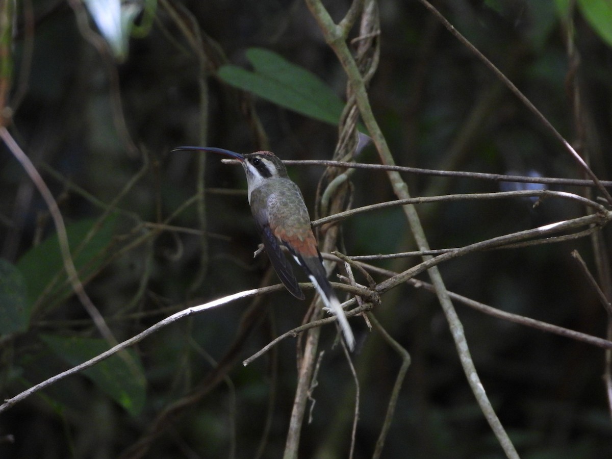 Sooty-capped Hermit - ML642691202
