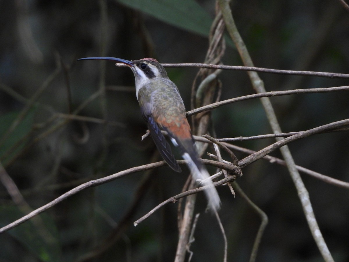 Sooty-capped Hermit - ML642691203