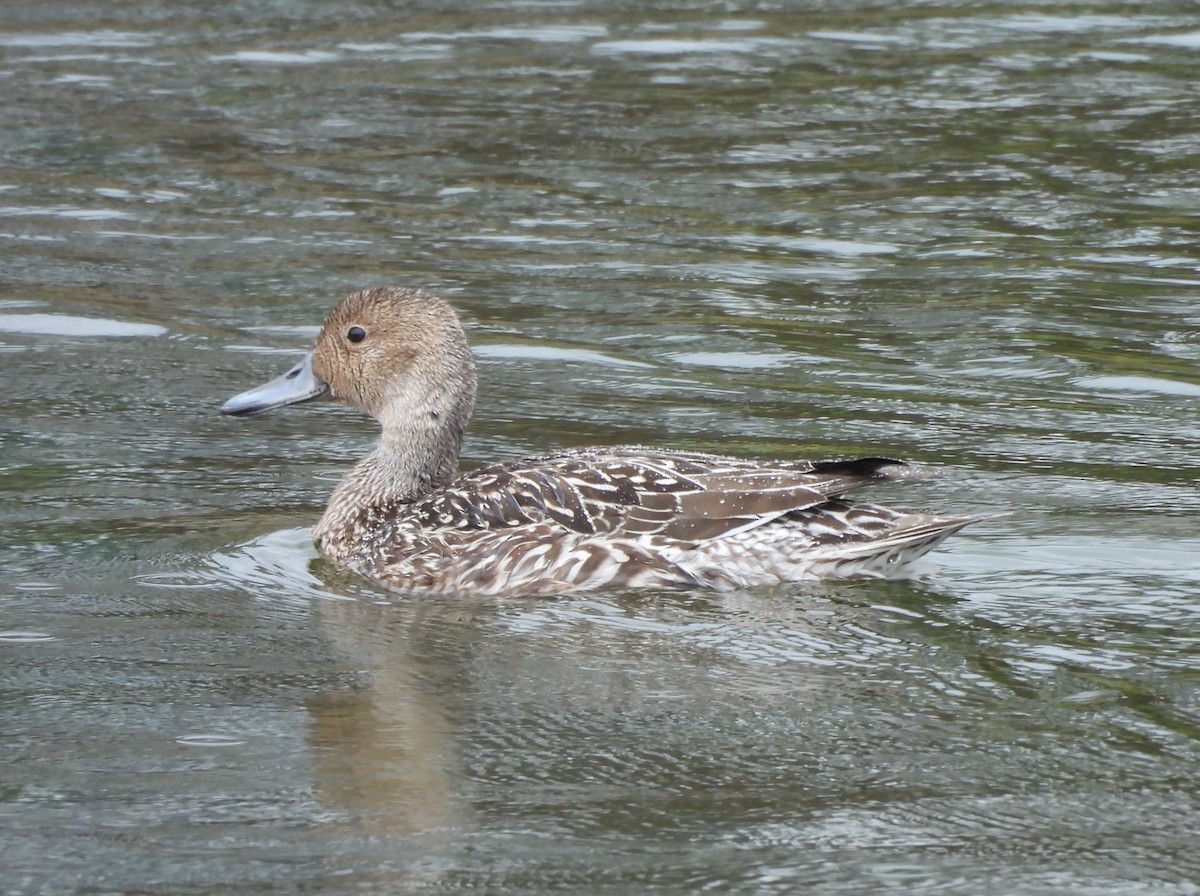 Northern Pintail - ML642691206