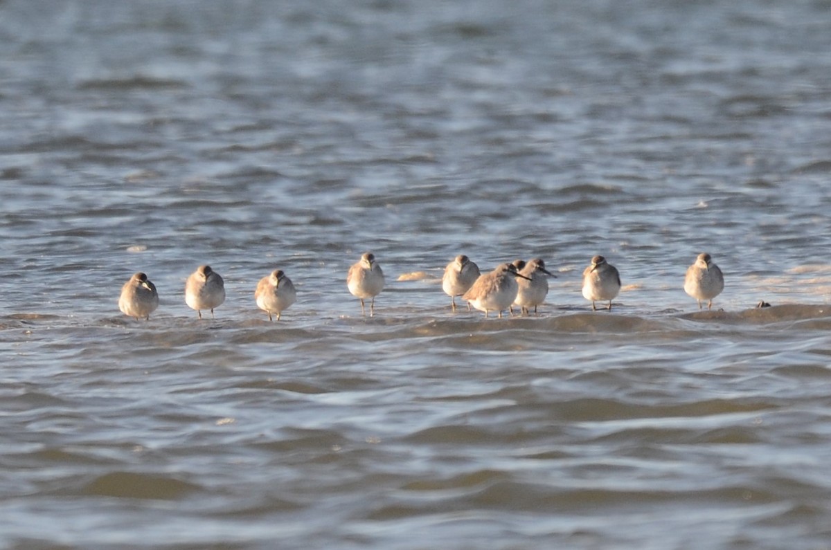 Gray-tailed Tattler - Stephen Haase