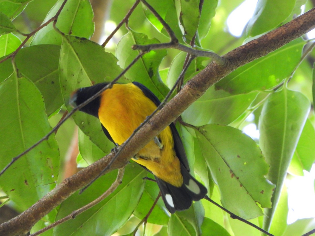 Orange-bellied Euphonia - ML642691246