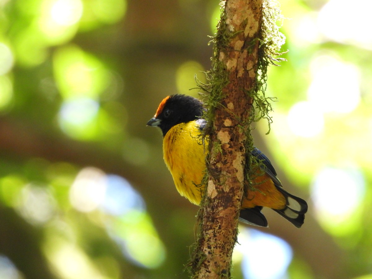 Orange-bellied Euphonia - ML642691247