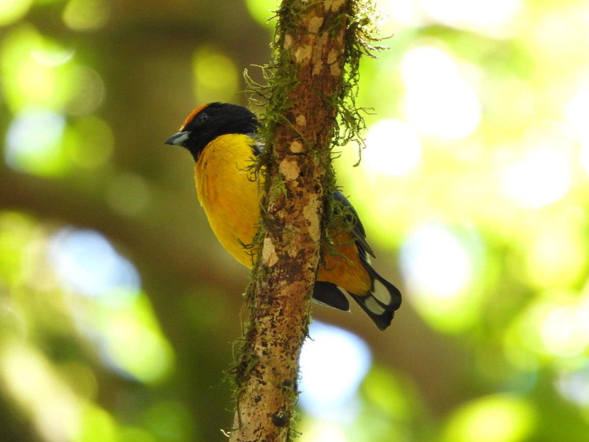 Orange-bellied Euphonia - ML642691248