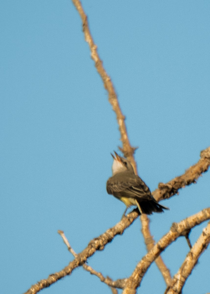 Western Kingbird - ML642691250