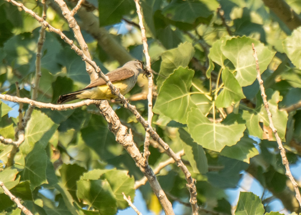 Western Kingbird - ML642691251