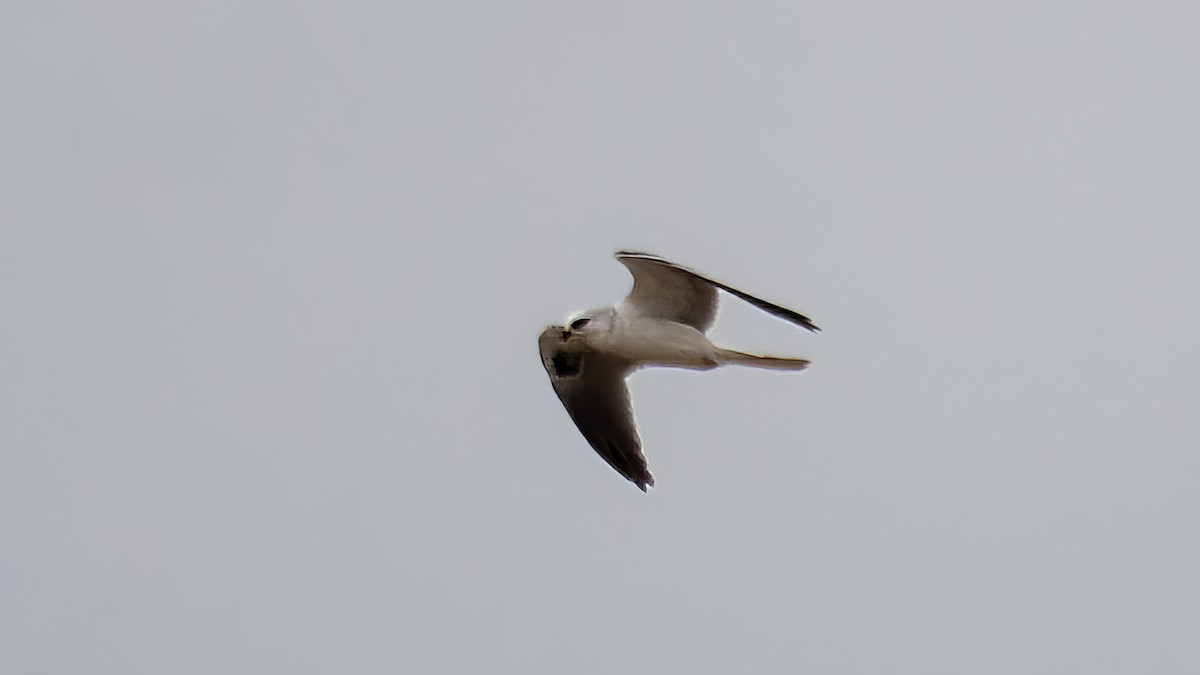 White-tailed Kite - ML642691255