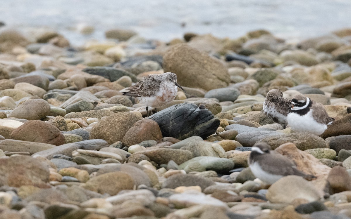 Curlew Sandpiper - ML642691262