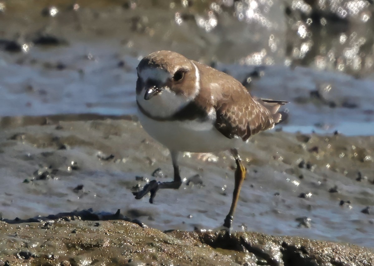 Semipalmated Plover - ML642691286
