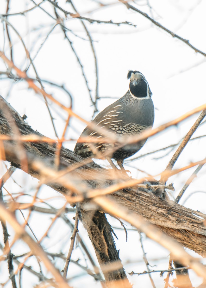 California Quail - ML642691287
