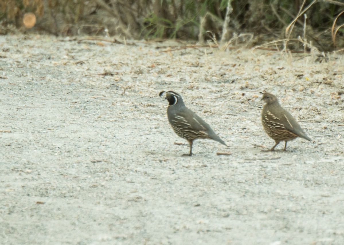 California Quail - ML642691288