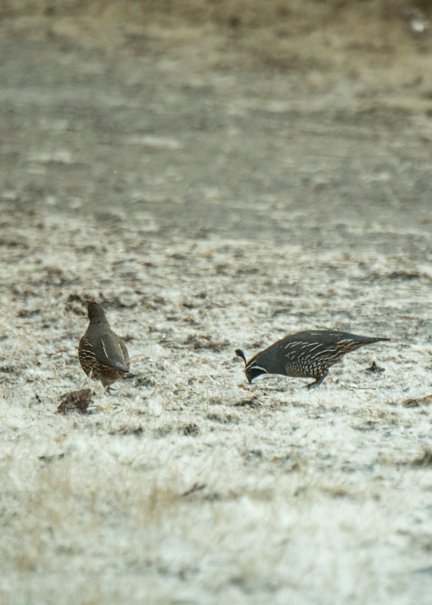 California Quail - ML642691289